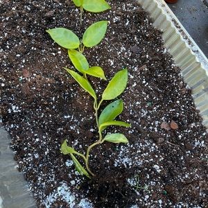 Hoya